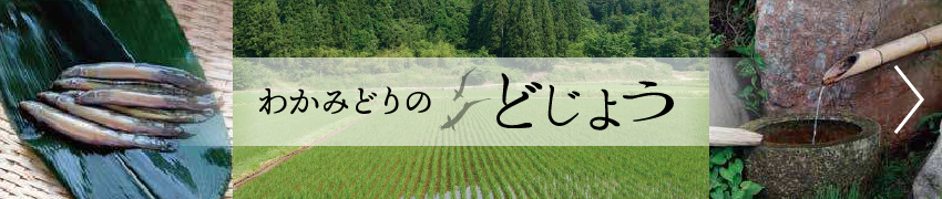 わかみどりのどじょう